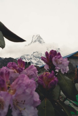 Rhododendrons in bloom below Machhapuchhre
