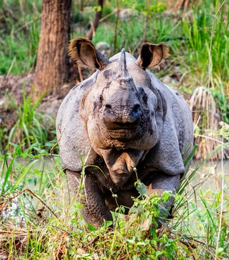 Chitwan National Park