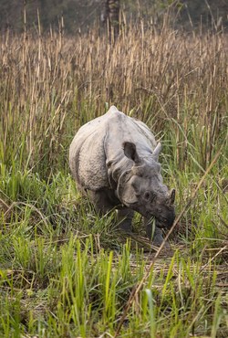 Jungle Safari & Wildlife